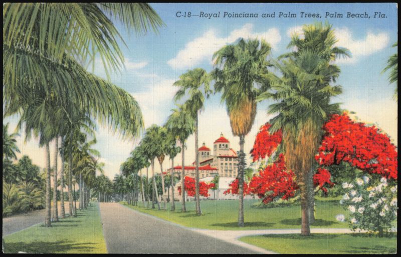 Royal Poinciana and Palm Trees, Biltmore Hotel Grounds Palm Beach Florida