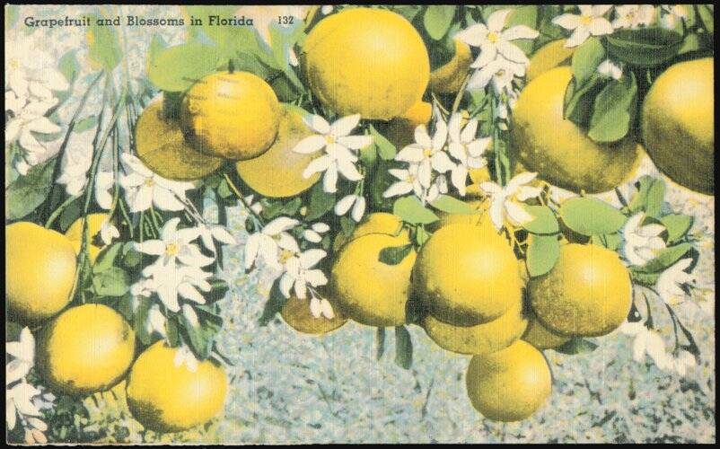 Grapefruit and Blossoms in Florida