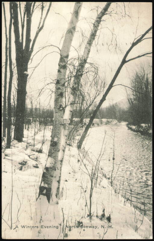 A Winters Evening, Birch Trees by the River North Conway New Hampshire