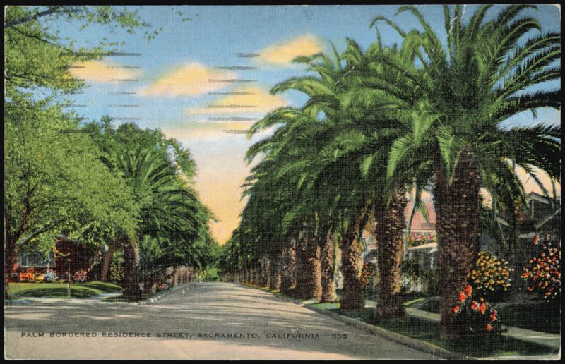 Palm Bordered Residence Street, Sacramento, California
