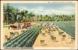 Harvesting Celery in Florida Field Scene Postcard