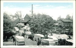 Cotton Scene, Ripley, Tennessee Postcard