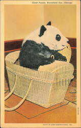 Mei Mei the Giant Panda in Basket at Brookfield Zoo Postcard