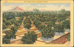 Orange Grove in Southern Arizona Landscape Postcard