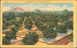Orange Grove in Southern Arizona near Tucson Postcard