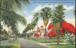 Royal Poinciana and Palm Trees, Biltmore Hotel Grounds Postcard