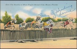 Greyhound Racing Over Hurdles at West Flagler Kennel Club Postcard