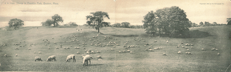 Sheep in Franklin Park, Boston