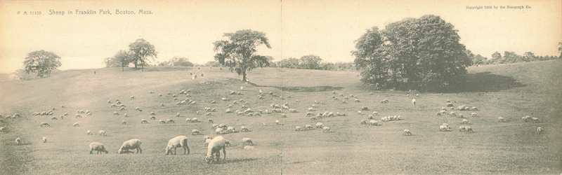 Sheep in Franklin Park, Boston