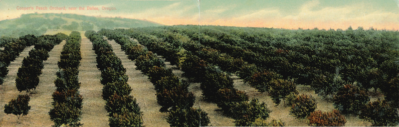 Cooper's Peach Orchard, The Dalles, Oregon