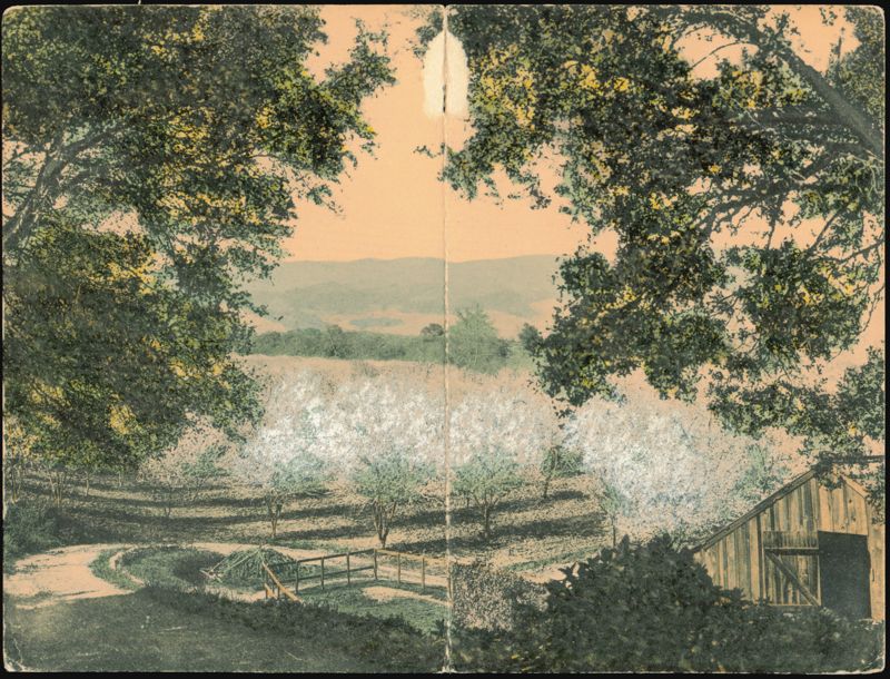 Foothill Orchards near Saratoga, CA