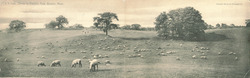 Sheep in Franklin Park, Boston Large Format Postcard