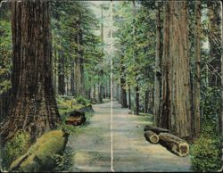 Redwood Grove Path, Mount Tamalpais, California Large Format Postcard