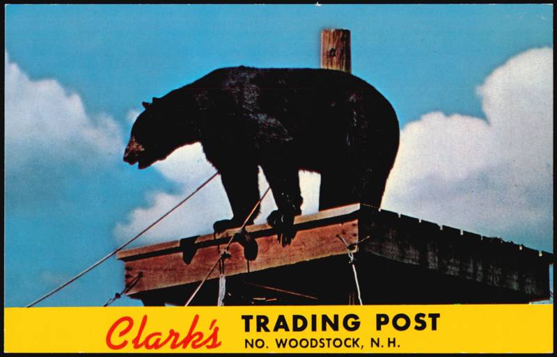Clark's Trading Post, Rastus the Black Bear North Woodstock New Hampshire