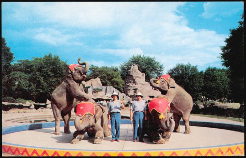 Trained Elephant Show, Detroit Zoological Park Michigan