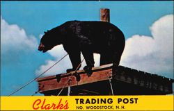 Clark's Trading Post, Rastus the Black Bear Postcard