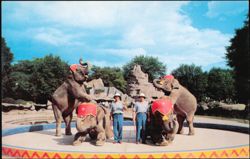 Trained Elephant Show, Detroit Zoological Park Postcard