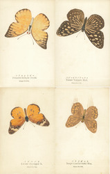 Set of 4: Butterflies, Nawa Entomological Factory Postcard