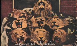 Lions of Uganda, Roosevelt Tour Big Game Hunting Heads Postcard