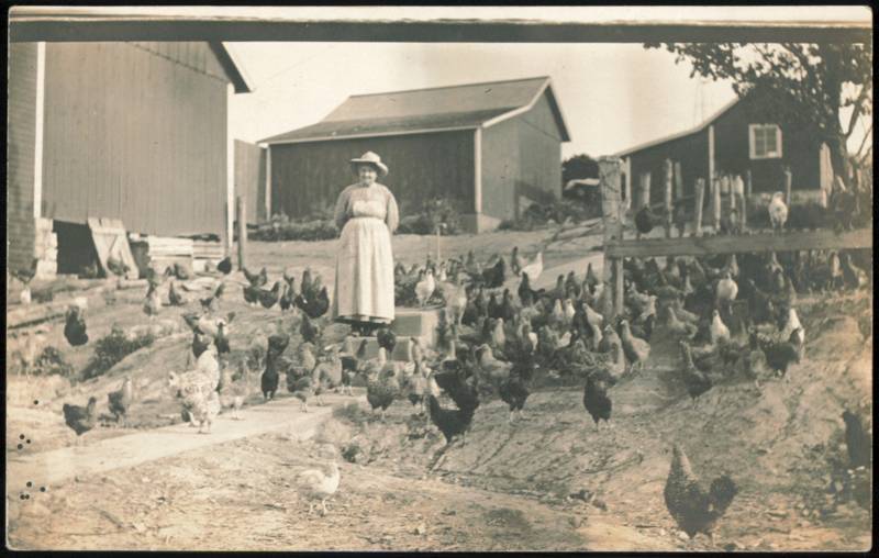 Woman Surrounded by Flock of Chickens on Farm Woodbine Illinois