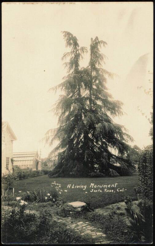 A Living Monument, Luther Burbank Cedar of Lebanon Grave Santa Rosa California
