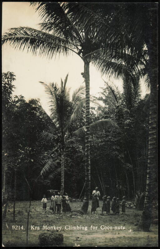 Kra Monkey Climbing for Coco-nuts Singapore Southeast Asia