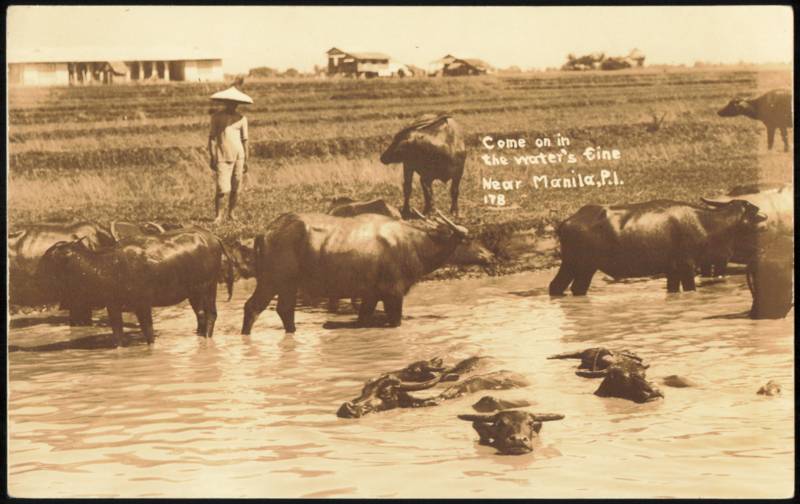 Carabao Water Buffalo Herd Bathing Near Manila Philippines