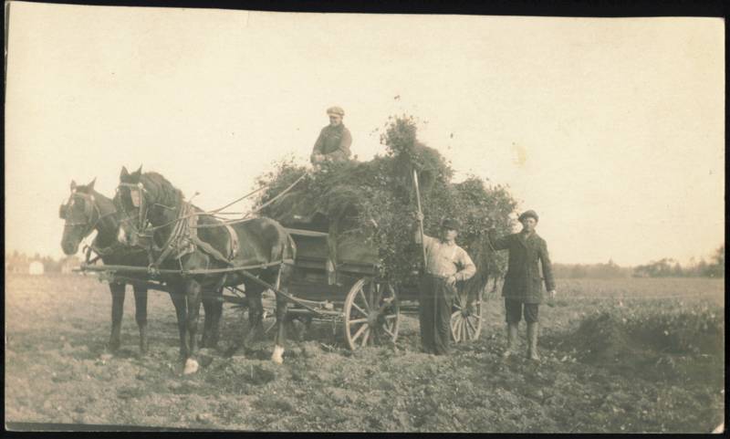 Farmers with Horse-Drawn Wagon Loaded with Hay in Field