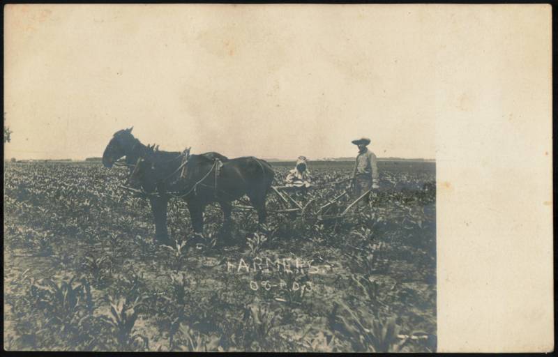 Farmers Cultivating Corn Field with Horse Team Farming