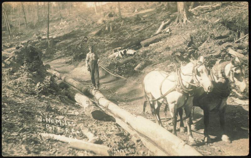 Logging with Draft Horse Team and Driver, Nine Mile Pennsylvania