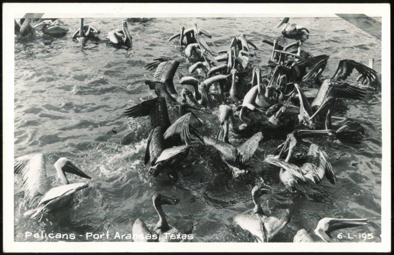 Flock of Brown Pelicans Feeding in Water Port Aransas Texas