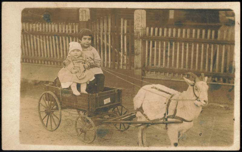 Children in Studebaker Goat Cart Pulled by Goat Goats
