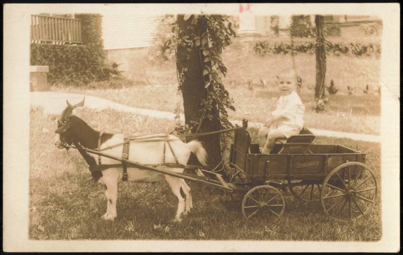 Child in Studebaker Junior Goat Cart with Goat Goats