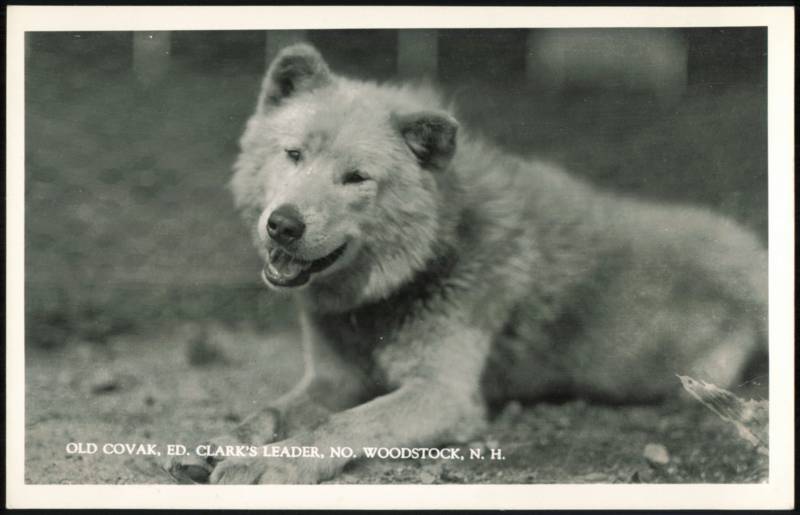 Old Covak, Ed. Clark's Sled Dog Leader North Woodstock New Hampshire