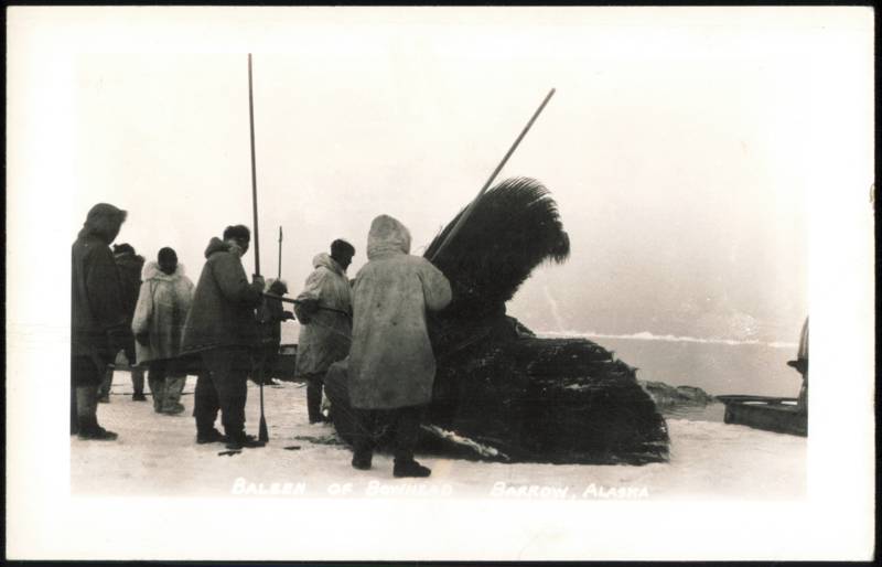 Baleen of Bowhead Whale Barrow Alaska Native Americana