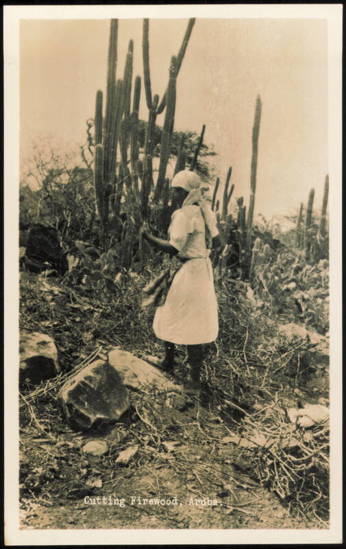 Cutting Firewood Among Giant Cacti Aruba Caribbean Islands