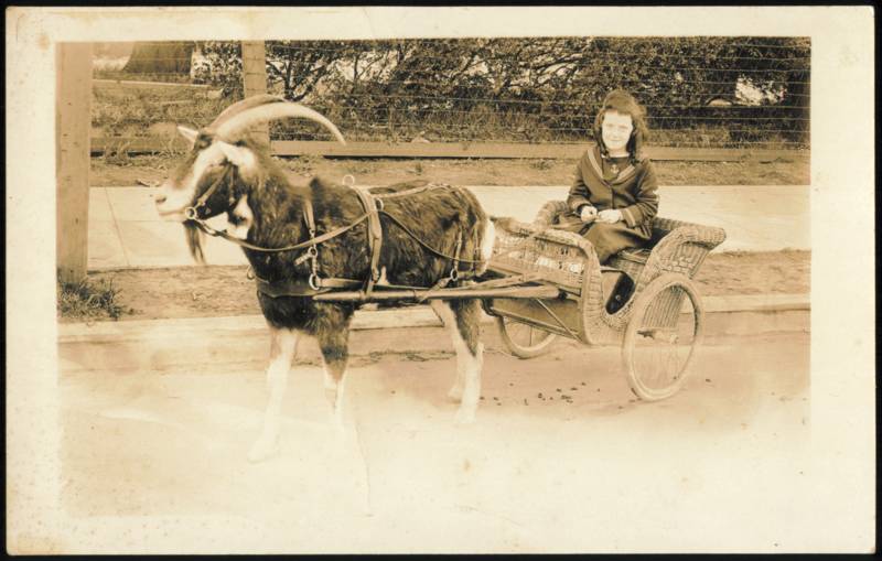 Girl in a Goat Cart Goats