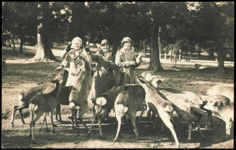 Three Women Feeding the Tame Deer Nara Japan