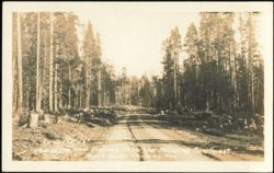 New Highway Thru the Medicine Bow Forest Postcard