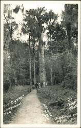 The Big Tree, Over 3500 Years Old Postcard
