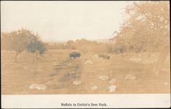 Buffalo in Corbin's Deer Park Postcard