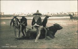 Mexican Charros with Bull in Arena, Charrería Postcard