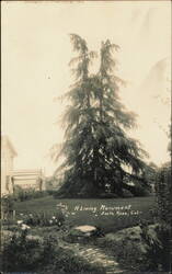 A Living Monument, Luther Burbank Cedar of Lebanon Grave Postcard