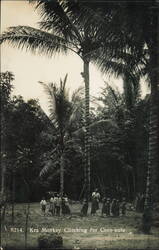 Kra Monkey Climbing for Coco-nuts Postcard