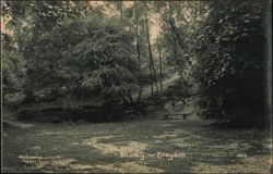 Woodland Scene with Bench, Shirley, nr. Croydon Postcard