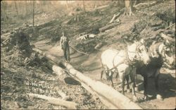 Logging with Draft Horse Team and Driver, Nine Mile Postcard