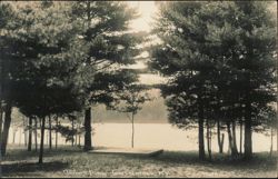 Tripp's Pond Scenic Shore View with Pines Postcard