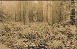 Redwoods and Ferns in Humboldt County Forest Postcard