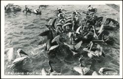 Flock of Brown Pelicans Feeding in Water Postcard