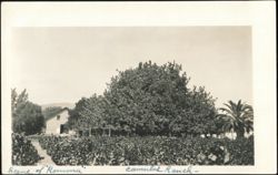 Scene of Ramona, Camulos Ranch Postcard
